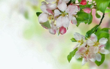 Картинка цветы сакура +вишня ветка весна цветение