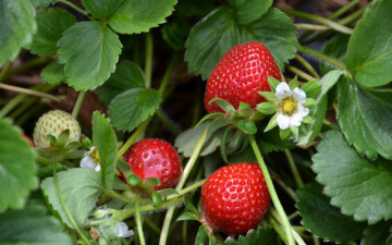 Картинка природа ягоды клубника