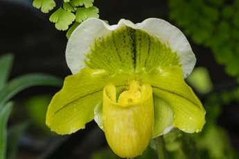 Картинка цветы орхидеи орхидея