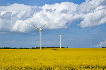 обоя разное, ветрогенераторы, поле