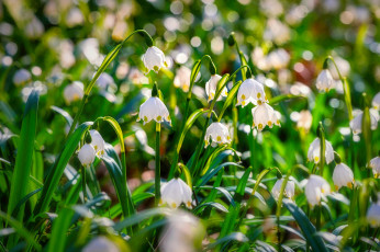 обоя цветы, подснежники,  белоцветники,  пролески, весна