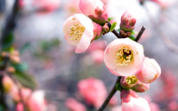 Картинка цветы цветущие+деревья+ +кустарники весна