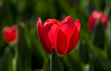 Картинка цветы тюльпаны тюльпан красный поле