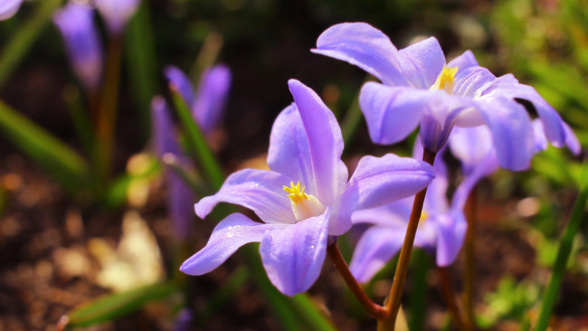 Обои картинки фото цветы, подснежники,  белоцветники,  пролески, пролески