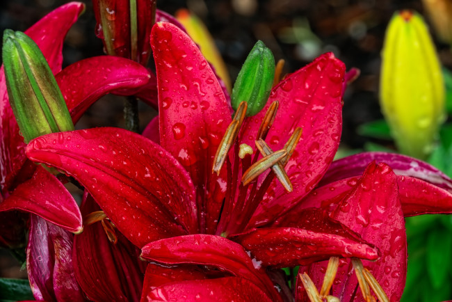 Обои картинки фото цветы, лилии,  лилейники, красные