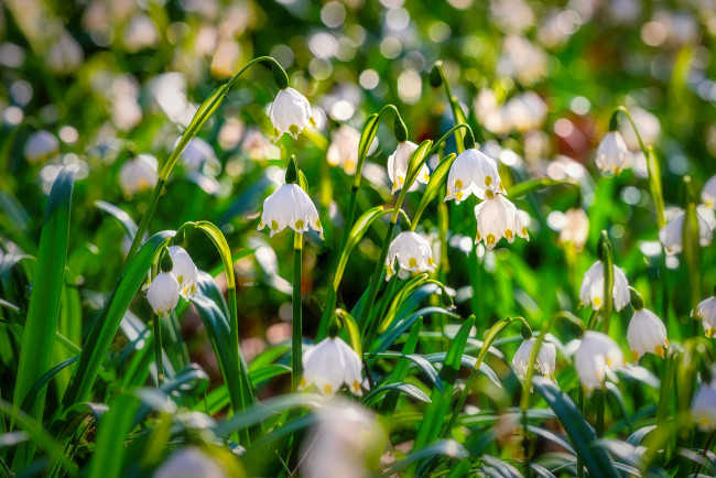 Обои картинки фото цветы, подснежники,  белоцветники,  пролески, весна