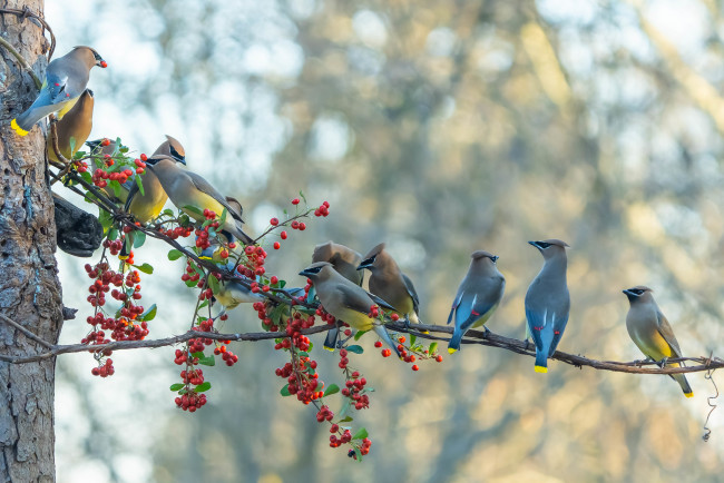 Обои картинки фото животные, птицы