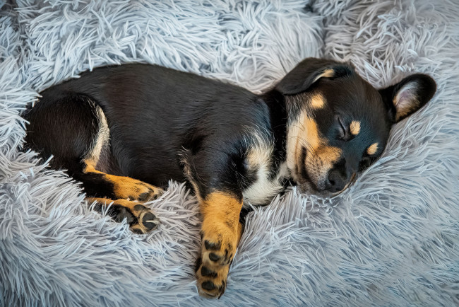 Обои картинки фото животные, собаки, собака