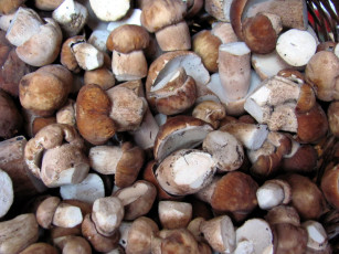 обоя еда, грибы,  грибные блюда, боровики, много