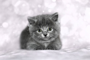 Картинка животные коты котенок серый снег