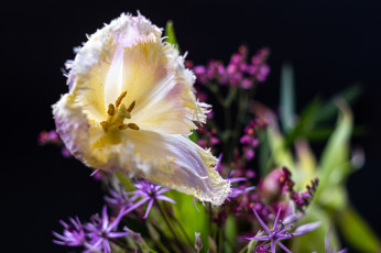 обоя цветы, тюльпаны