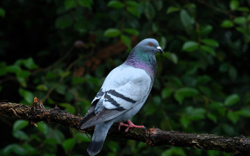 обоя животные, голуби, голубь, ветка, кусты, листья