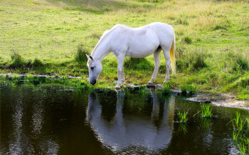 обоя животные, лошади, лошадь, белая, лужайка, озеро