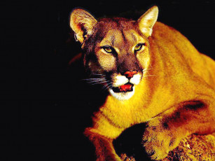 Картинка night life животные пумы