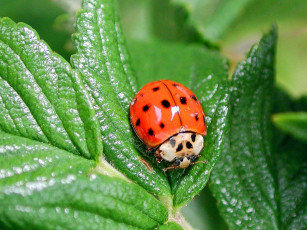 Картинка животные божьи коровки