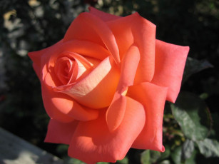 Картинка цветы розы