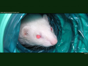 Картинка животные крысы мыши