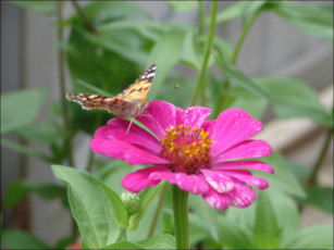 Картинка цветы цинния