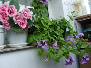 Картинка цветы разные вместе