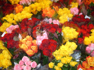 Картинка цветы розы