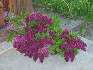 Картинка цветы сирень