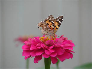 Картинка животные бабочки