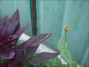 Картинка животные Ящерицы игуаны вараны