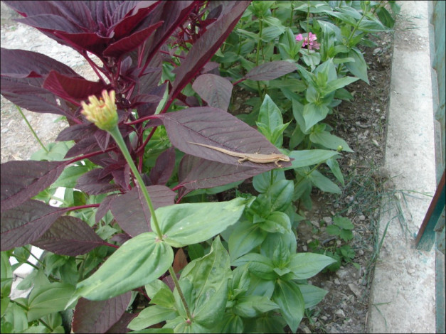 Обои картинки фото цветы, цинния