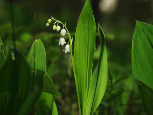 Картинка цветы ландыши