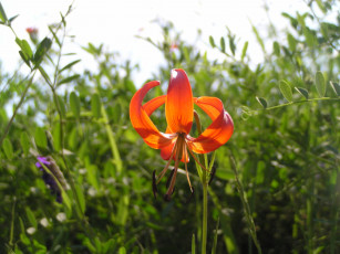 Картинка цветы лилии лилейники