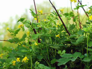 Картинка цветы луговые полевые