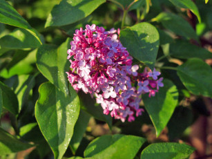 Картинка цветы сирень