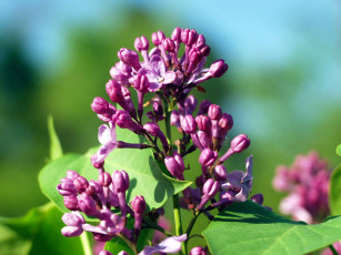 Картинка цветы сирень