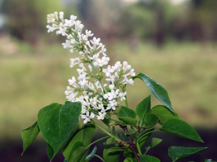 Картинка цветы сирень