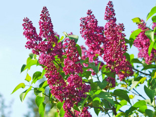 Картинка цветы сирень