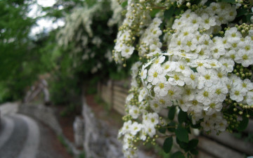 Картинка цветы цветущие деревья кустарники