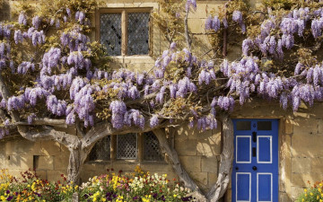 Картинка цветы глициния