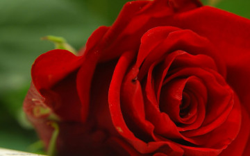 Картинка цветы розы