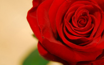 обоя цветы, розы