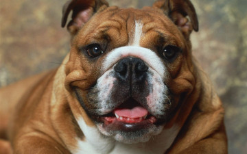 Картинка животные собаки