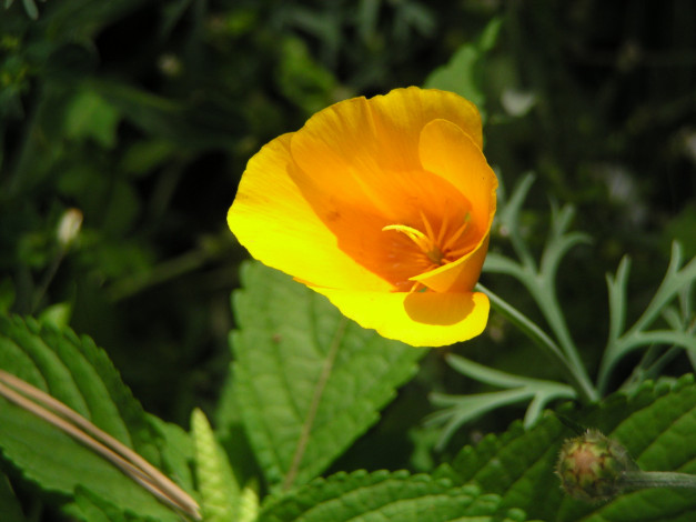 Обои картинки фото цветы, эшшольция