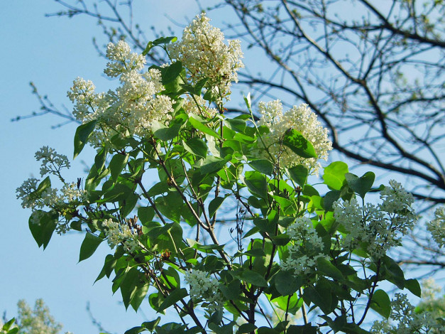 Обои картинки фото цветы, сирень