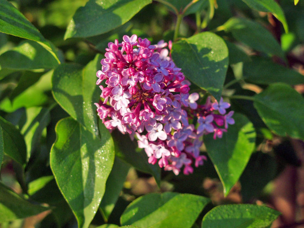 Обои картинки фото цветы, сирень