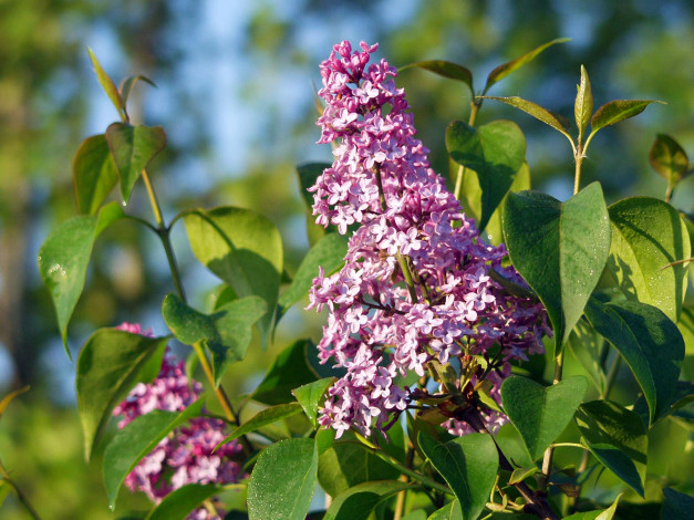 Обои картинки фото цветы, сирень