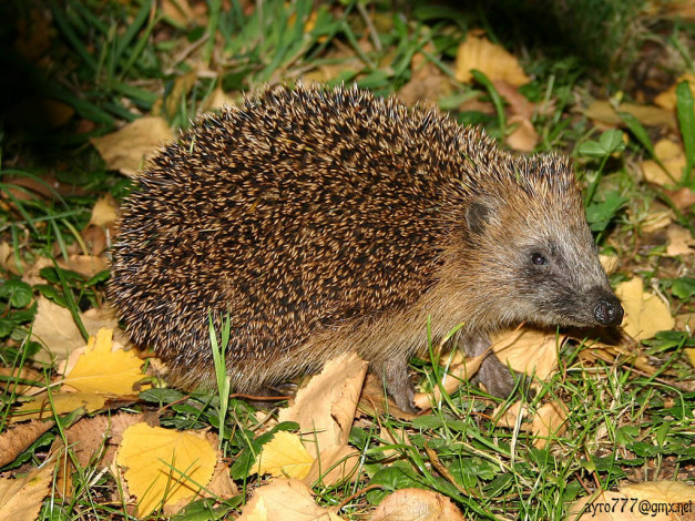 Обои картинки фото животные, ежи
