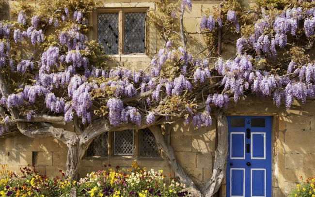 Обои картинки фото цветы, глициния