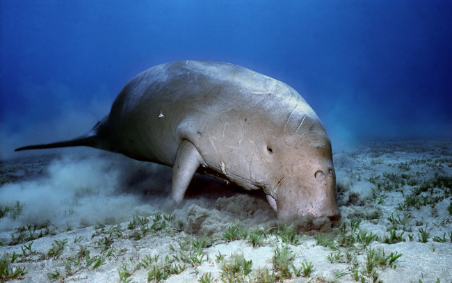 Обои картинки фото животные, морские, коровы, слоны
