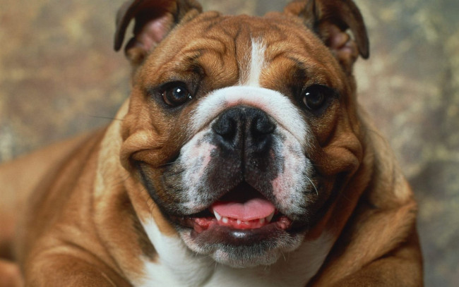 Обои картинки фото животные, собаки