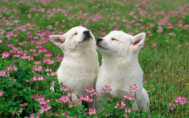 Обои картинки фото животные, собаки