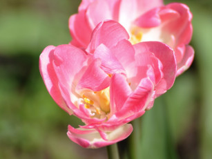 Картинка цветы тюльпаны